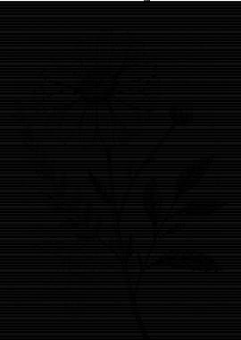 Daisy Flower with Geometric Background