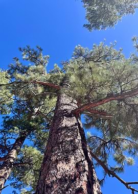 Looking Up at Tall Pine Trees