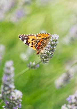 Butterfly on Lavender Flower
