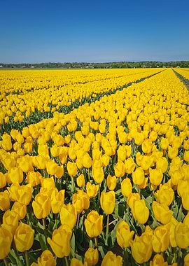 Field of Yellow Tulips Under Blue Sky