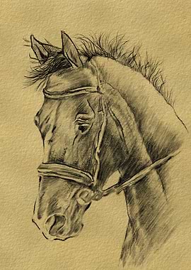 Horse Portrait Charcoal Drawing