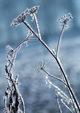 Frosted Plants Against Blue Background