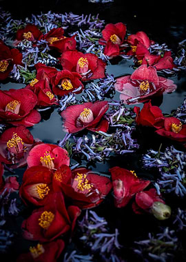 Red Camellias and Lavender on Water