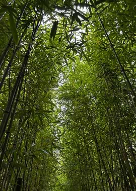Lush Bamboo Forest Canopy View