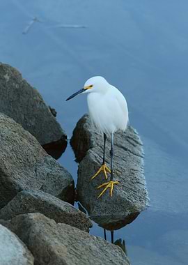 Snowy Egret on Rocks by Water