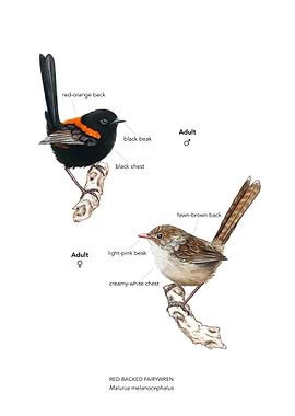 Red-Backed Fairy Wren Bird Illustration