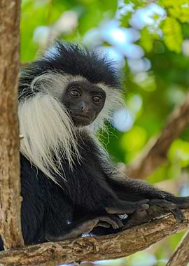 Colobus Monkey Portrait in Tree