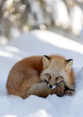 Fox in Snow