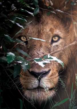 Lion Portrait in the Foliage