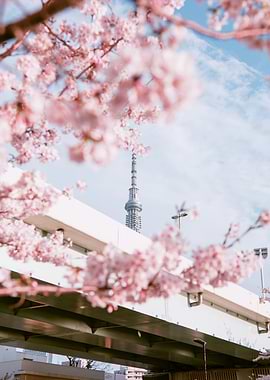 Tokyo Skytree with Cherry Blossoms Sakura