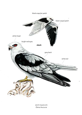 White-tailed Kite Raptor Illustration