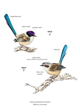 Purple-crowned Fairy-wren Bird Illustration