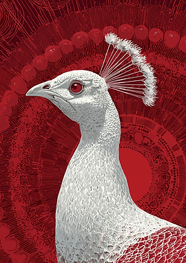 Albino Peacock Portrait on Red Background