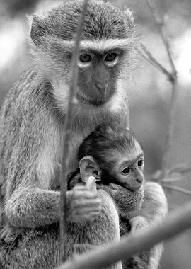 Monkey Mother and Baby Portrait