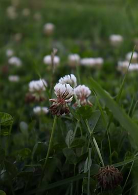 White Clover