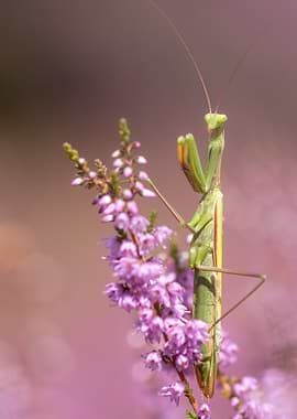 Praying Mantis on Purple Flowers