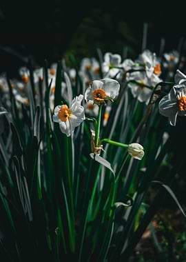 White Daffodils with Orange Centers