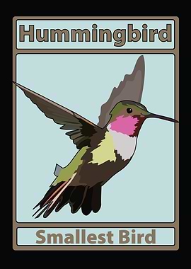 Hummingbird Illustration