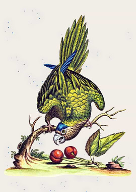 Vintage Parrot Illustration with Cherries