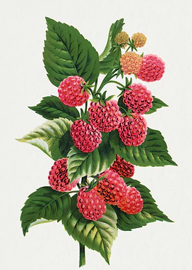 Raspberry Branch Botanical Illustration