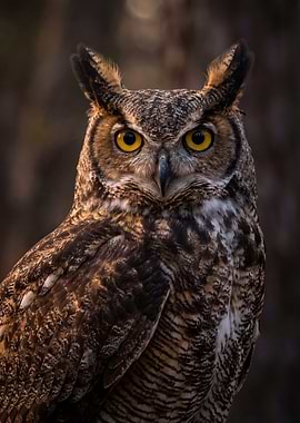 Great Horned Owl Portrait