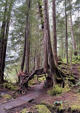 Forest Path Through Tree Roots near Sitka, Alaska