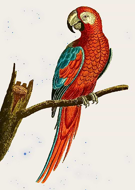 Scarlet Macaw on Branch Illustration