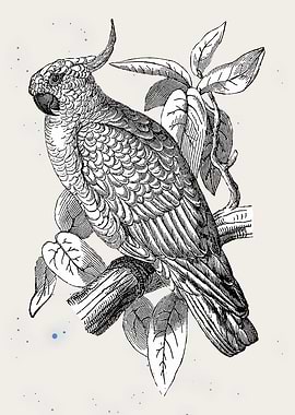Engraved Cockatoo on Branch Illustration