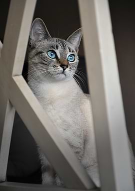 Blue-Eyed Cat Portrait