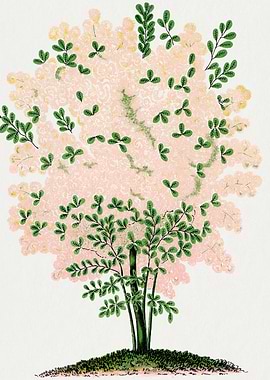 Vintage Floral Tree Illustration