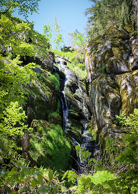 Waterfall in a Lush Forest