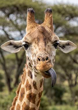 Giraffe sticking out its tongue