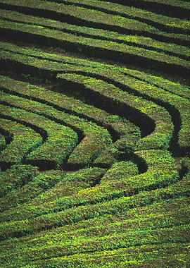 Green Tea Plantation Terraces