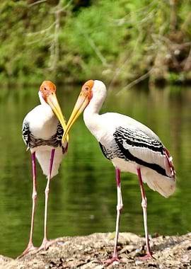 Two Painted Storks by the Water