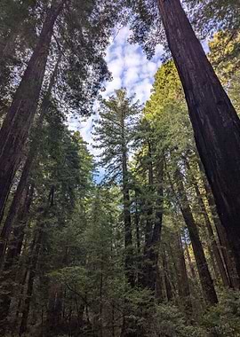 Muir Woods National Monument