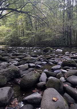 Rocky River in Forest