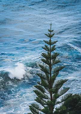 Pine Tree Overlooking Ocean Waves