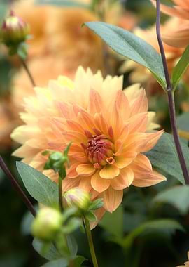 Peach Dahlia Flower Close-Up