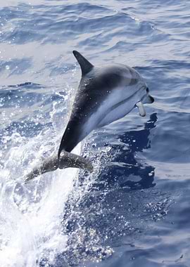Dolphin leaping from the ocean