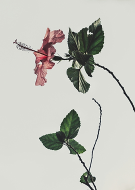 Hibiscus flower and leaves on branch