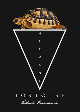 Hermann's Tortoise Minimalist Reptile Owner
