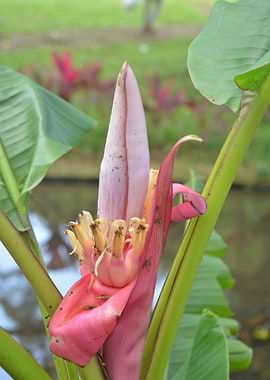 Banana Flower Blossom