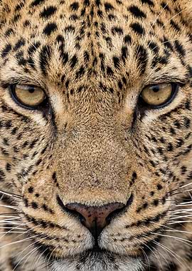 Leopard Face Close-Up