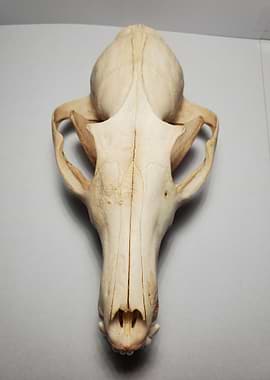 Fox Skull Top View