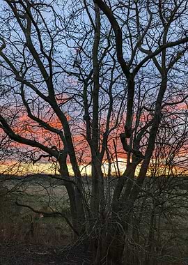 Sunset Through Bare Tree Branches