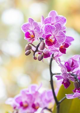 Pink Striped Orchid Blossoms
