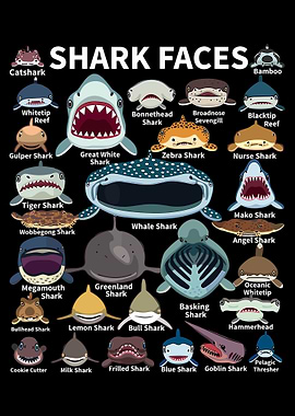 Shark Faces: A Visual Guide