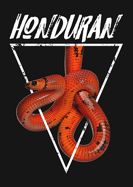 Honduran Milk Snake Reptile Owner