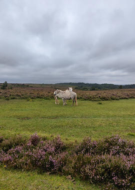 New forest horses in heather