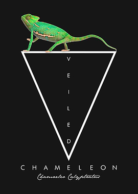 Veiled Chameleon Reptile Keeper